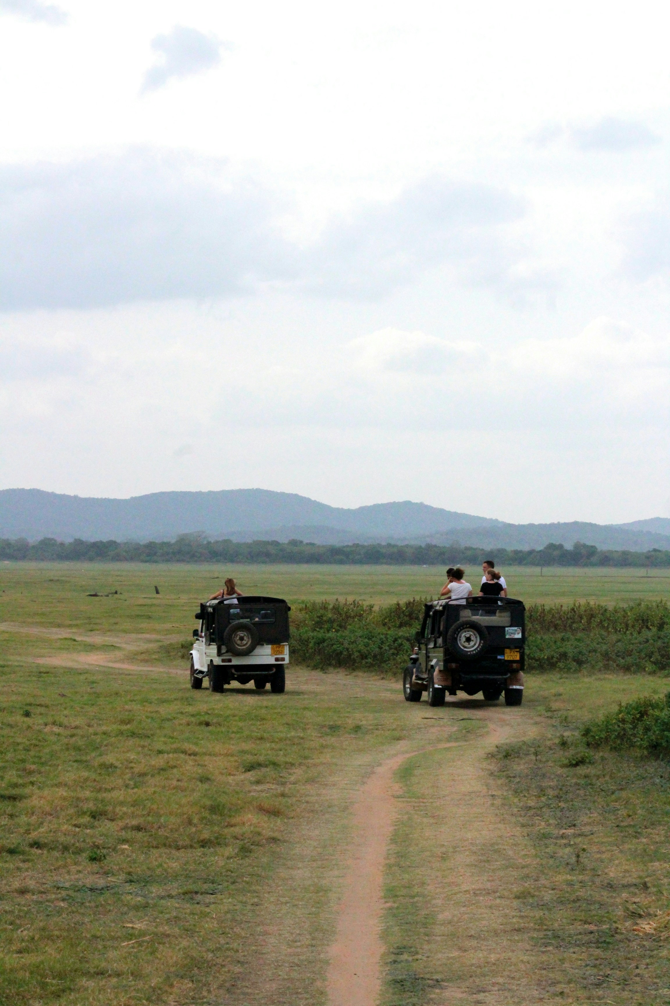 Elephants gathering at Minneriya National Park